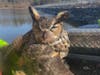 The owl is now in the care of Christine's Critters, a Weston-based nonprofit which rescues, rehabilitates and releases injured birds of prey. 