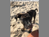 A former couple is battling over custody of Frankie, a 5-year-old Boxer/Beagle mix.