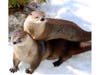 Bert (bottom) with his friend and fellow North American river otter Edie, who died in 2016.
