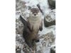 Bert, a North American river otter, died on Feb. 4.