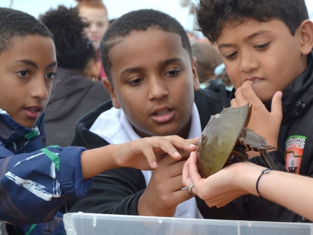 Students from Six to Six Magnet School in Bridgeport learn about horseshoe crabs aboard the SoundWaters’ schooner.