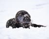 A young seal from Long Island Sound was spotted in Cove Island Park in Stamford on Thursday, Feb. 15, 2024.