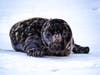 Stamford resident, wildlife photographer and aspiring volunteer wildlife rehabilitator Mike Nastri was in Cove Island Park Thursday afternoon when he was made aware of the seal.
