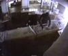 Police did not say how much jewelry was taken, but security camera footage appears to show the thieves smashing display cases inside the store and tossing items into a large garbage bin.