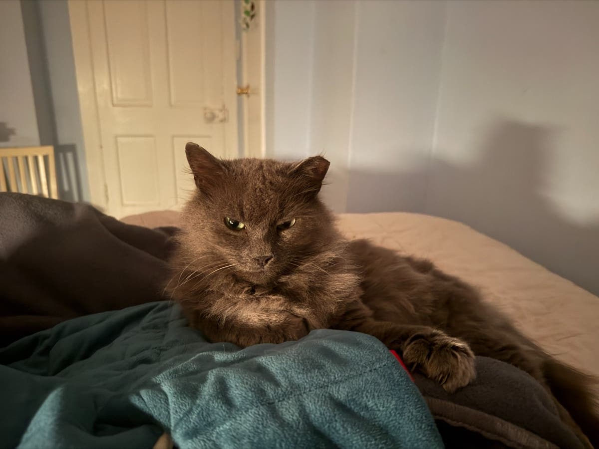 Turtle, now around 5, a rare Nebelung breed of cat, went missing from Byram in March 2025.