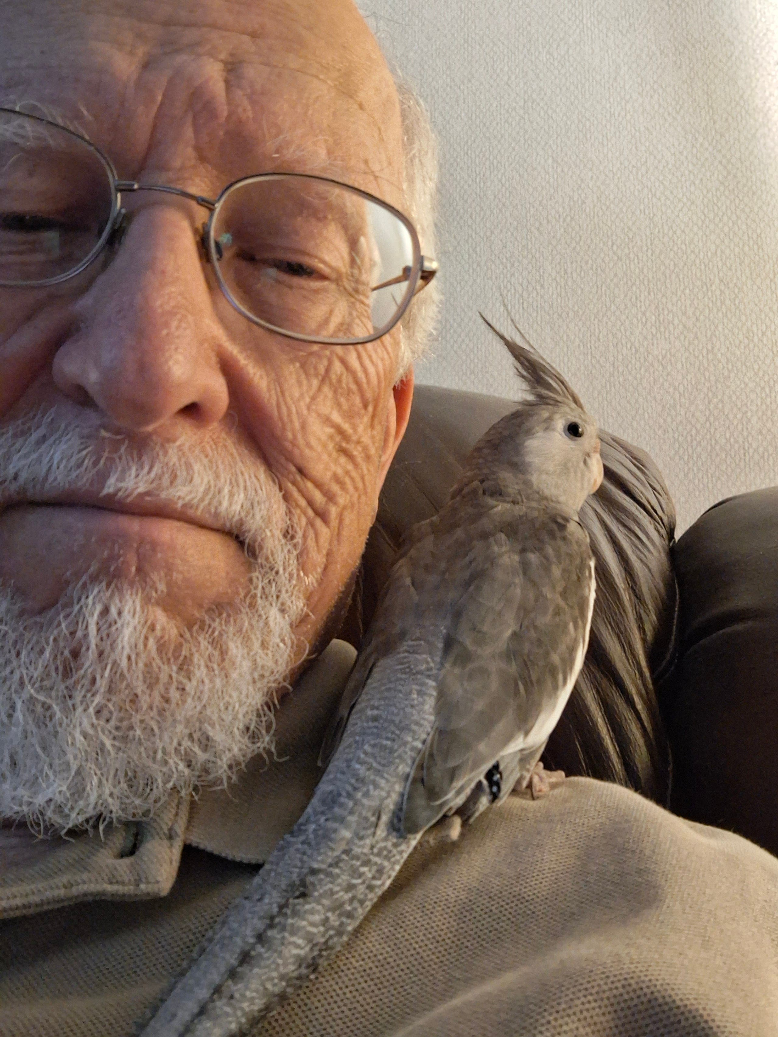 Escaped Cockatiel 