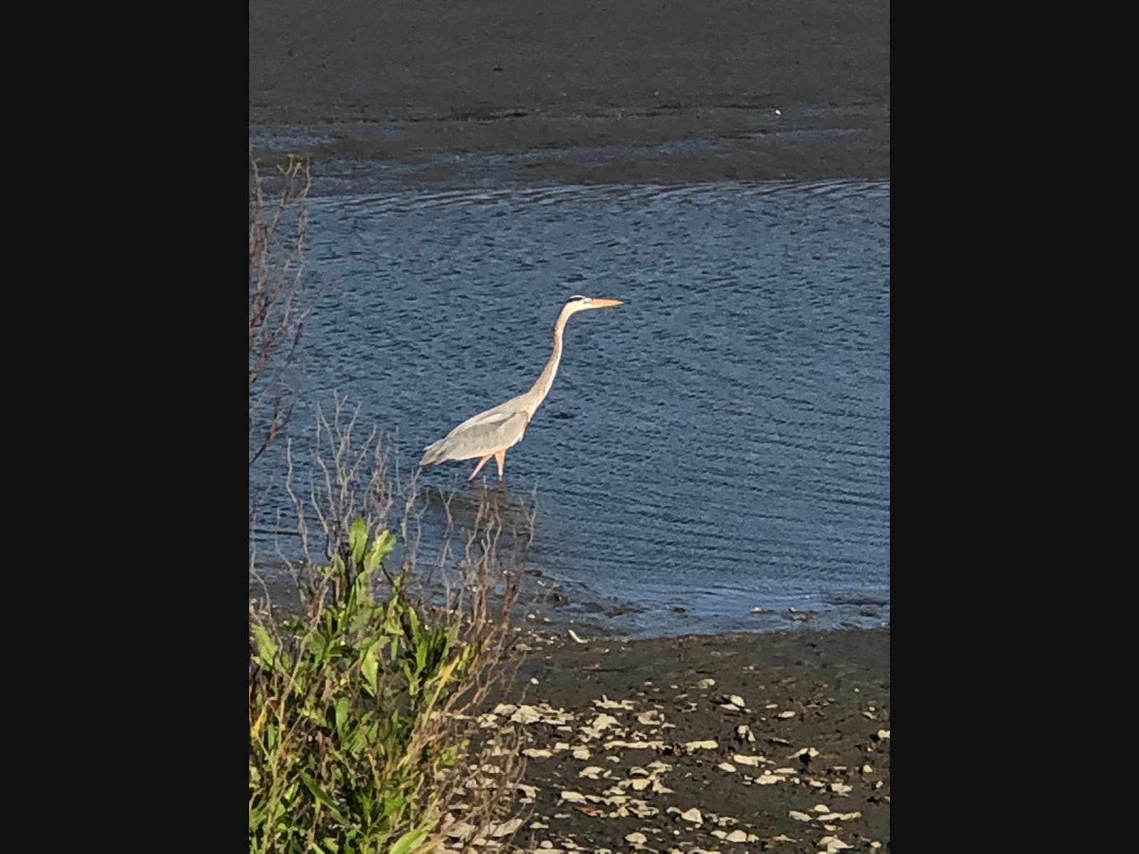 Blue Heron at Morse Park Landing, Murrells Inlet. Photo courtesy of Kathleen Mandell