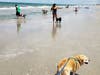 Diggie Dog takes the beach!