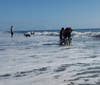 Dogs enjoying the water.