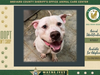 Billie is a 2 year old male mixed breed dog that is in need of a home.