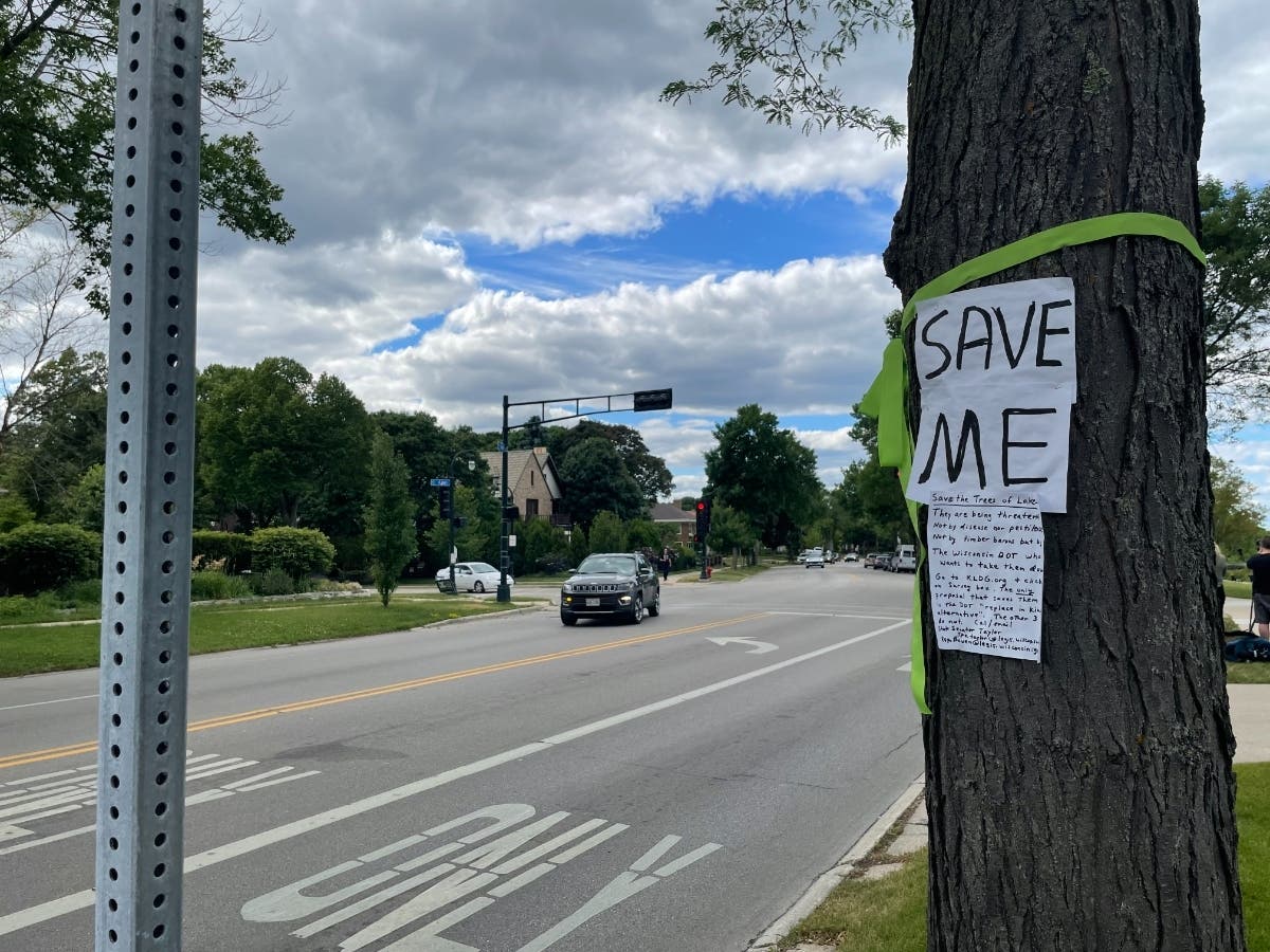 A tree at the intersection of Capitol Drive and Lake Drive is affixed with a green ribbon and sign. 