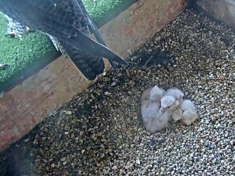 Four peregrine falcon chicks recently hatched at the Oak Creek power plant. The We Energies naming contest for the chicks is in honor of the program's 30th anniversary. Other falcons have hatched or are expected to at other power plants in Wisconsin.