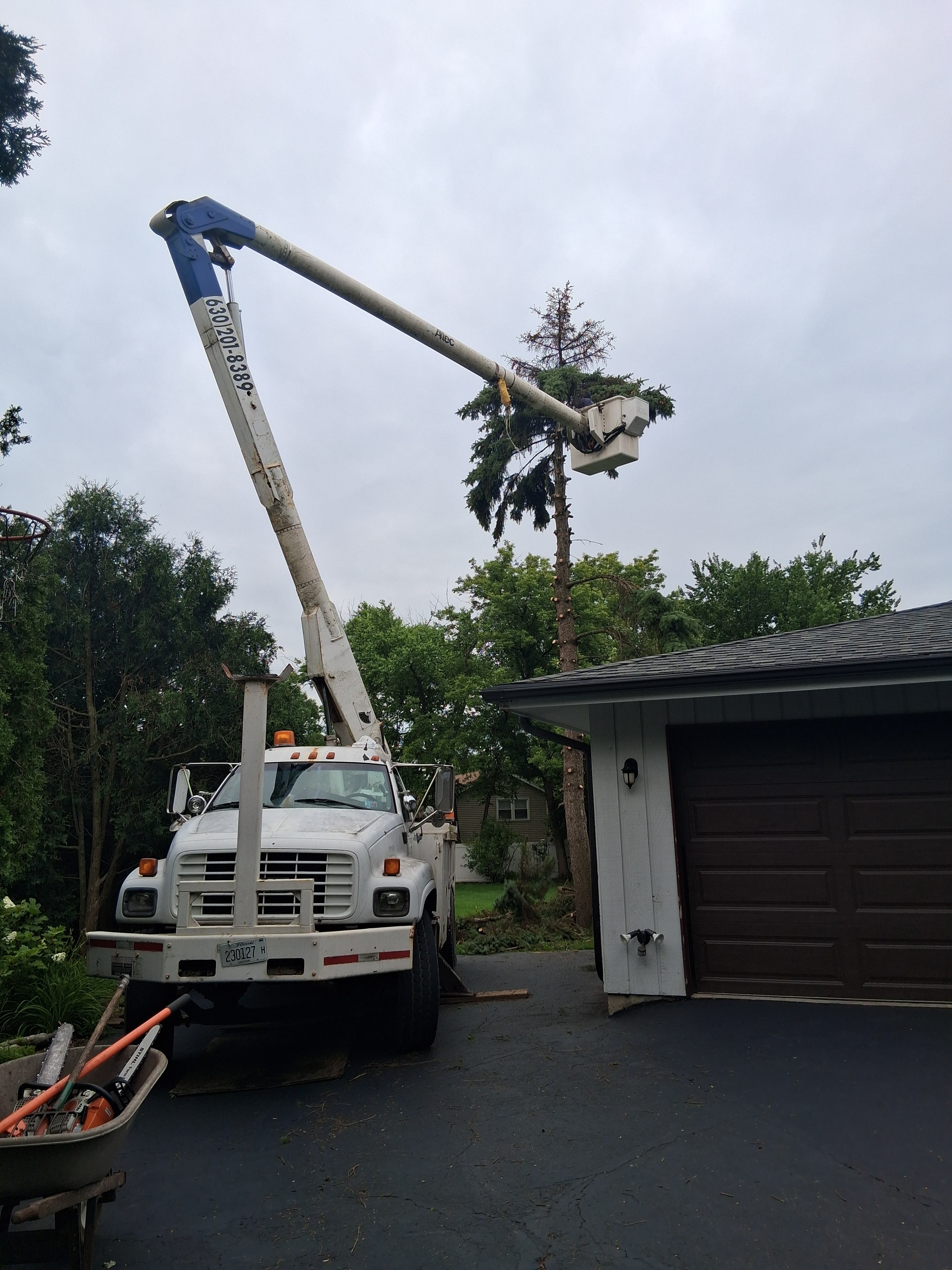 Tree Experts 