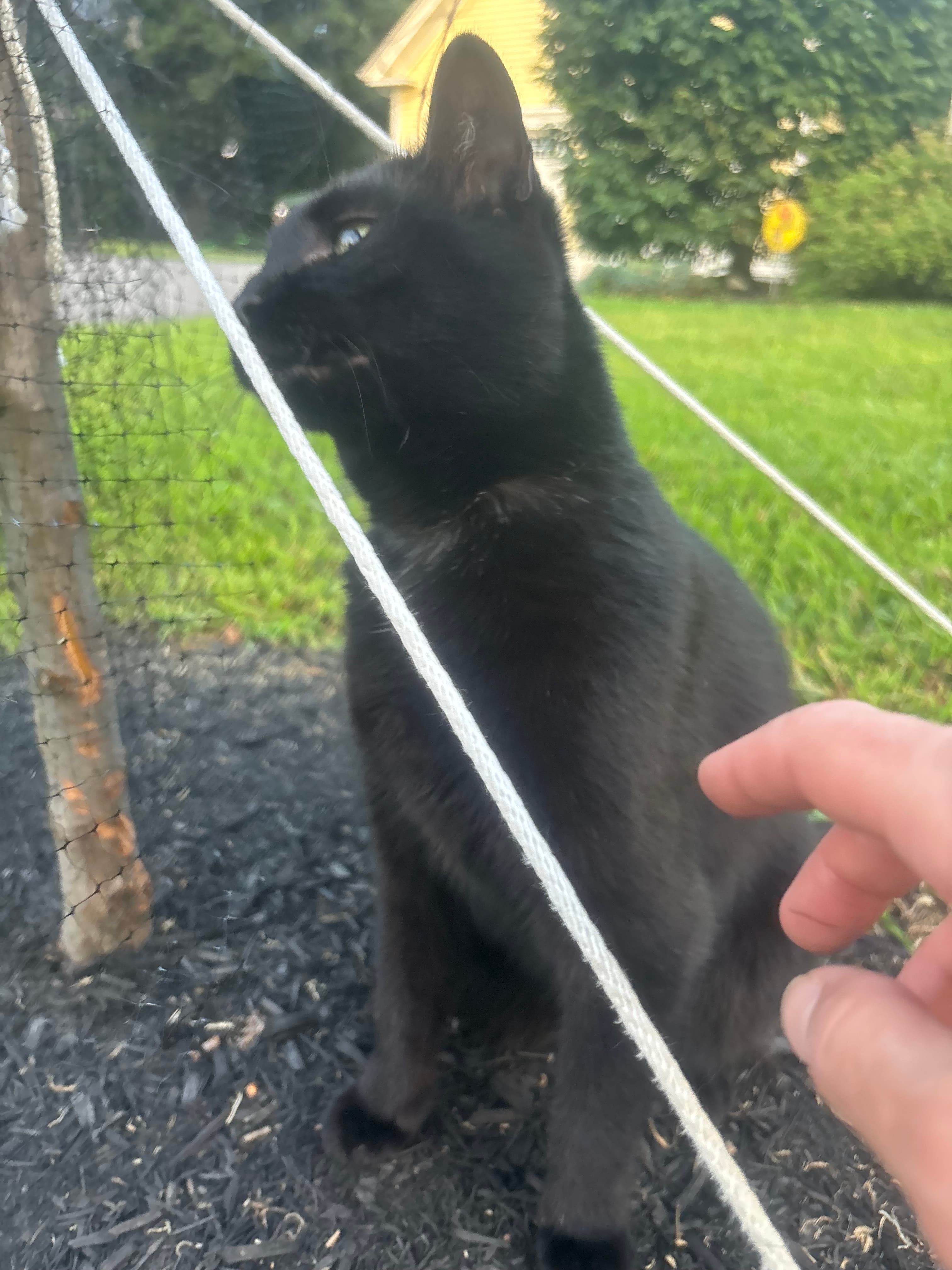 Black cat