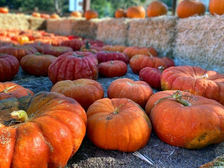 A pumpkin with a deep orange color is ideal for carving, according to the Farmers' Almanac.
