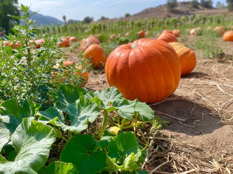 Residents can pick up their pumpkins from 10 a.m. to noon Sunday.