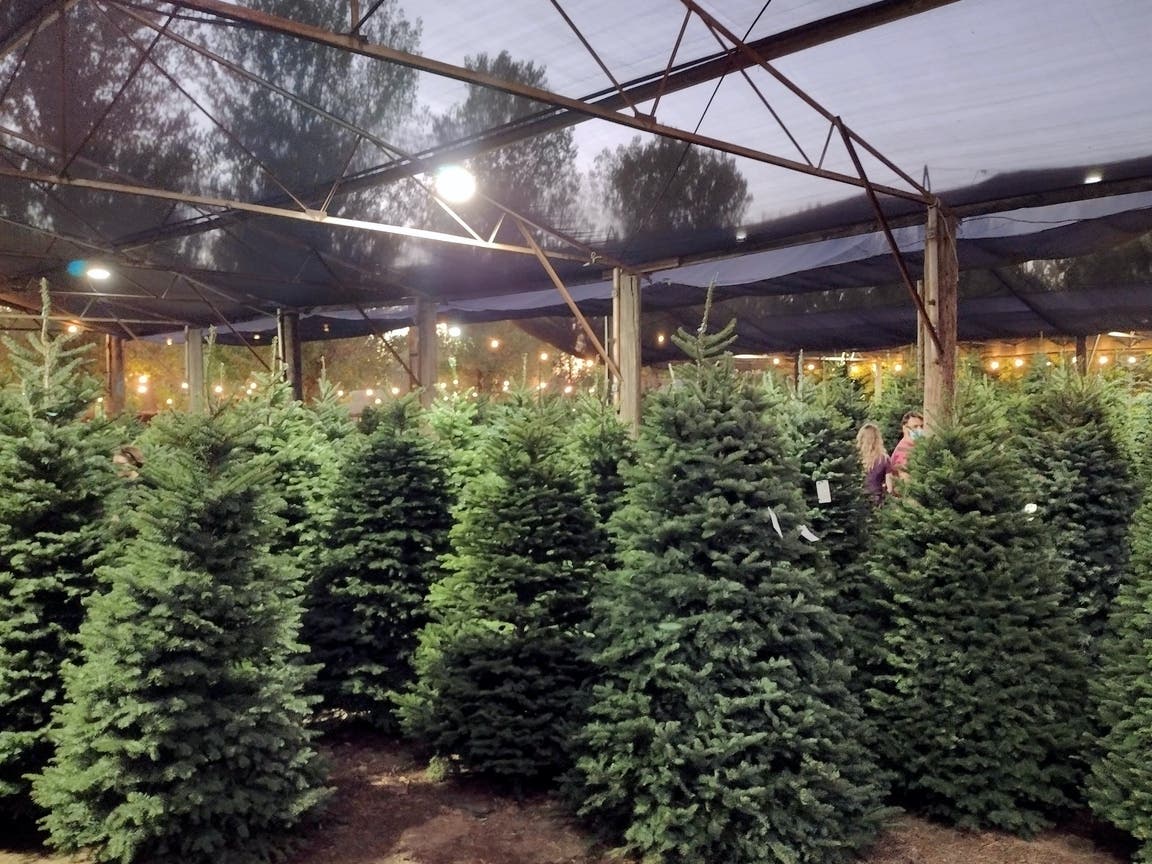 Patch compiled a list of real Christmas tree sellers in and around Batavia.