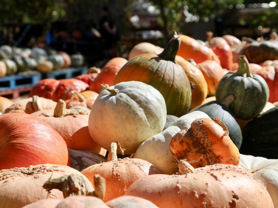 Abbey Farm, at 2855 Hart Road in Aurora, will be open Sept. 16 through Oct. 29 for its 15th Pumpkin Daze season.