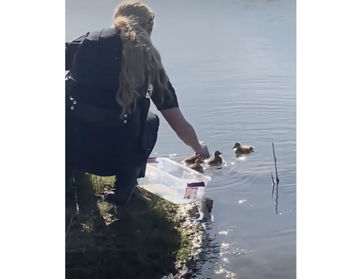 Baby Ducks Saved From Storm Drain By Geneva Firefighters, Police ...