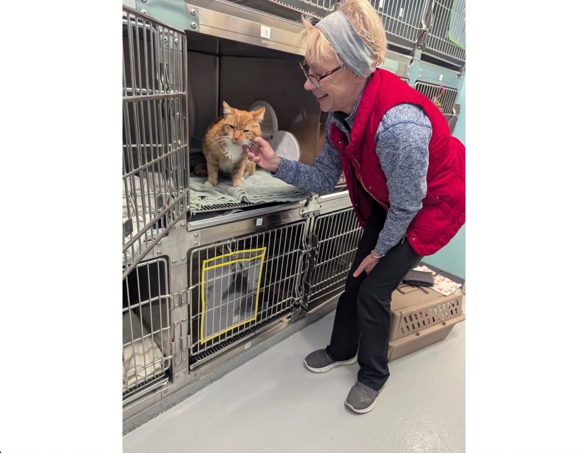 Guy, an orange cat, is photographed with his owner, Kim, whom he was reunited with after being missing for three years, police said.
