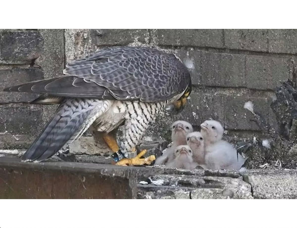 Four eyas hatched outside of Aurora City Hall to a falcon named Vixen.