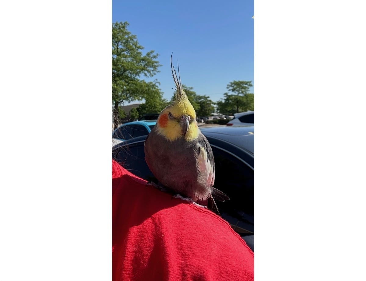 Thanks to the power of social media, a cockatiel that was on the fly for about two months was reunited with its family, Plainfield police said Tuesday.
