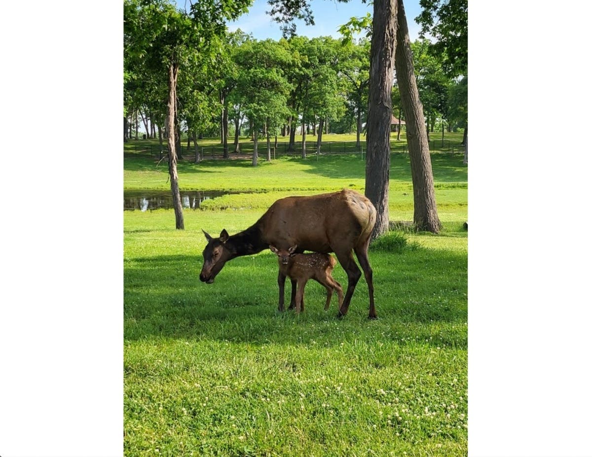 A calf was born at about 3:30 p.m. June 6 to Aashi, an elk that is about 10 years old and﻿﻿ joined Phillip Park Zoo's herd in April.