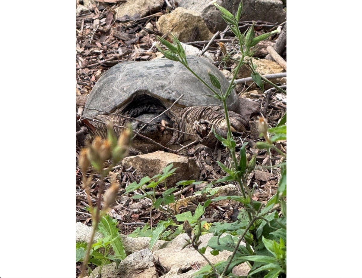 A snapping turtle was located Wednesday morning in an elevated flower bed on the west side of City Hall, officials shared.