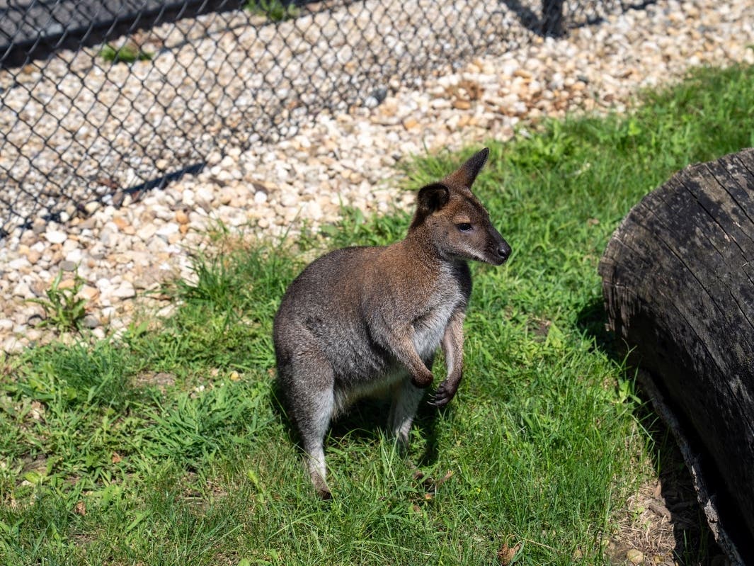 Two Bennett's wallabies, Bindi pictured, have joined the inhabitants of Phillips Park Zoo in Aurora. Bindi's mate, Wally, joins her.