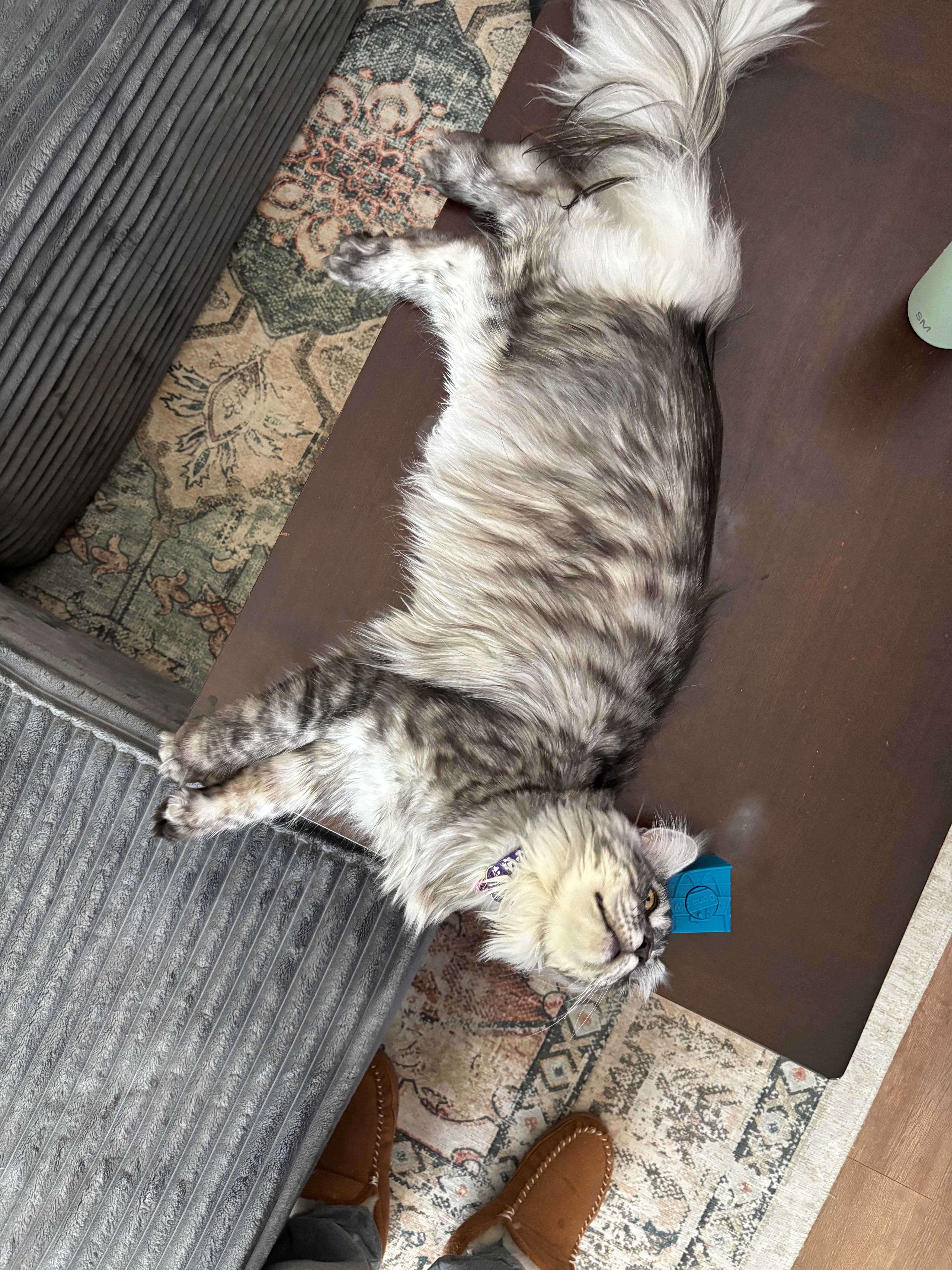Lost very large cat. Female Maine Coon cat. Chipped Missing 6/9/26. Please contact. Grey long hair.