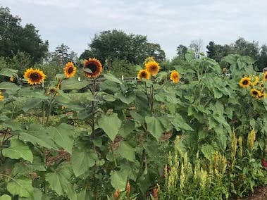 Flower Finale - Upick Flowers, Farm Market, and Summer Sale