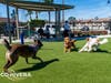 Dogs enjoying new Alebrije Dog Park 