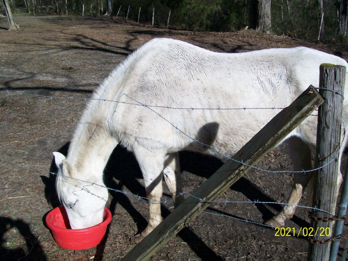 Horse for Sale Tuscaloosa, AL Patch