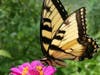 Pollinator Garden visitor.