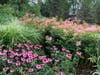 Member's garden featured in Darien Garden Club's 2021 "Every Garden Tells a Story" Garden Walk.