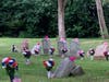 Red, white, and blue flowers adorn the gravesites at Jermantown Cemetery on June 19, 2021.