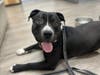 Photo of Smokey the dog