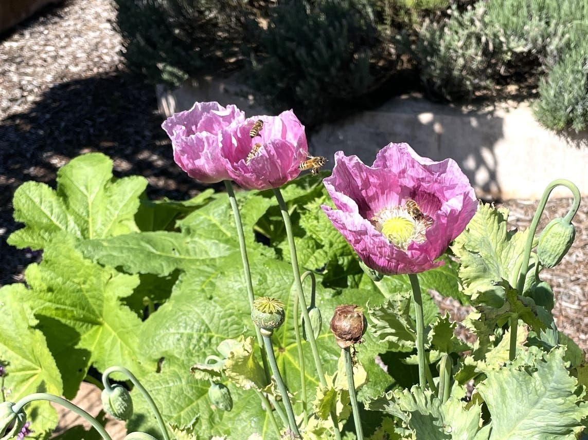 bees on purple flowers in Lafayette CA