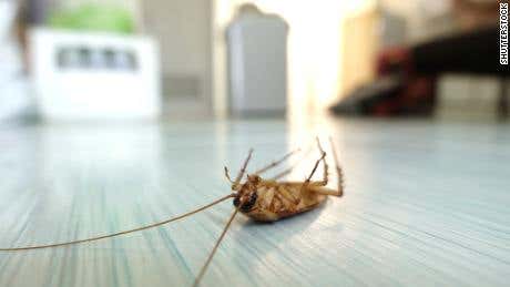 HARVEY'S Pest Control