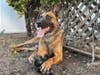 A man was arrested for the second time this year on suspicion of stabbing Canine Hondo of the San Diego Police Department, authorities said Saturday.