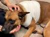 A man was arrested for the second time this year on suspicion of stabbing Canine Hondo of the San Diego Police Department, authorities said Saturday.