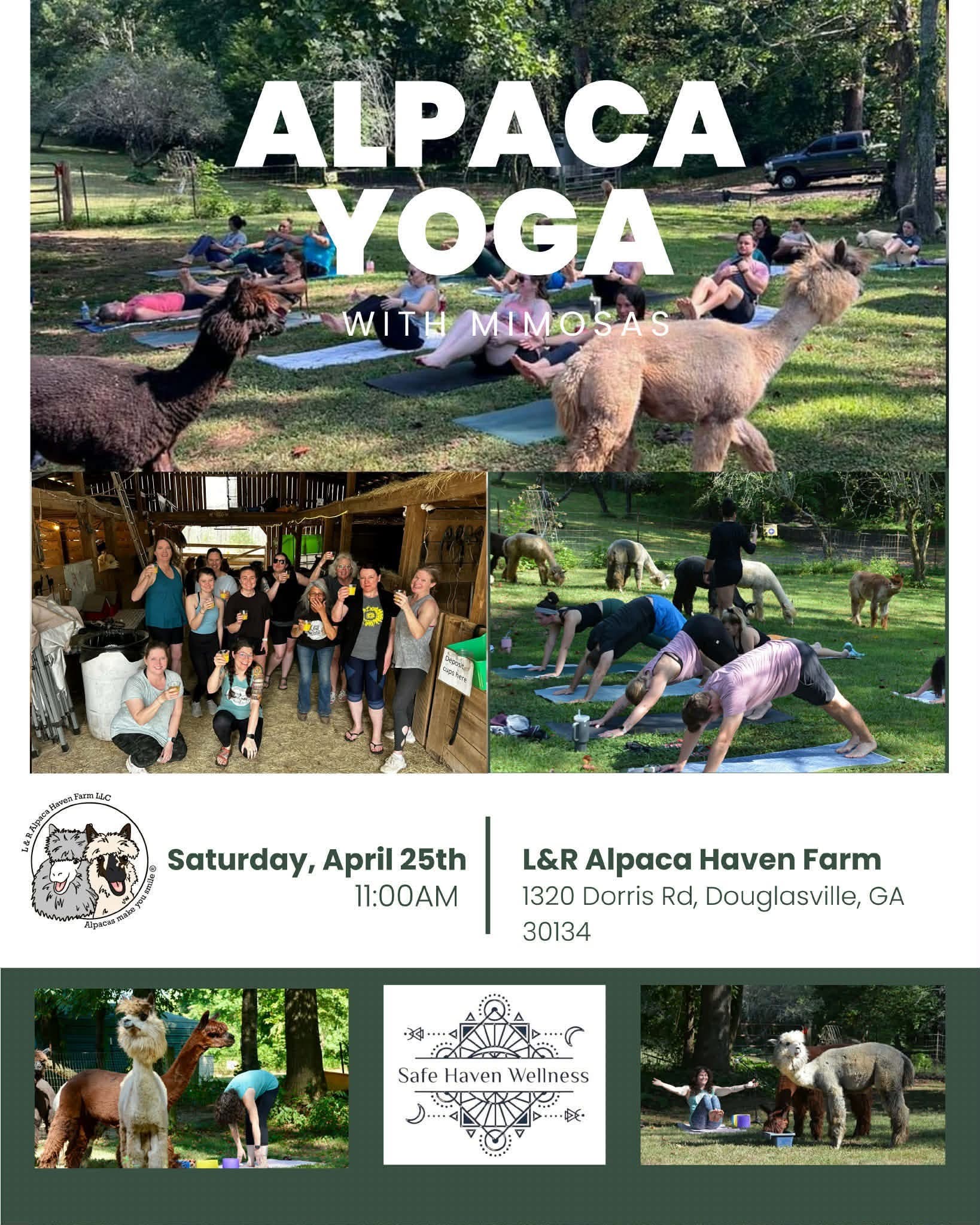 Alpaca Yoga & Mimosas with Audrey  