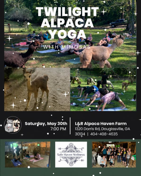 Twilight Alpaca Yoga & Mimosas with Audrey