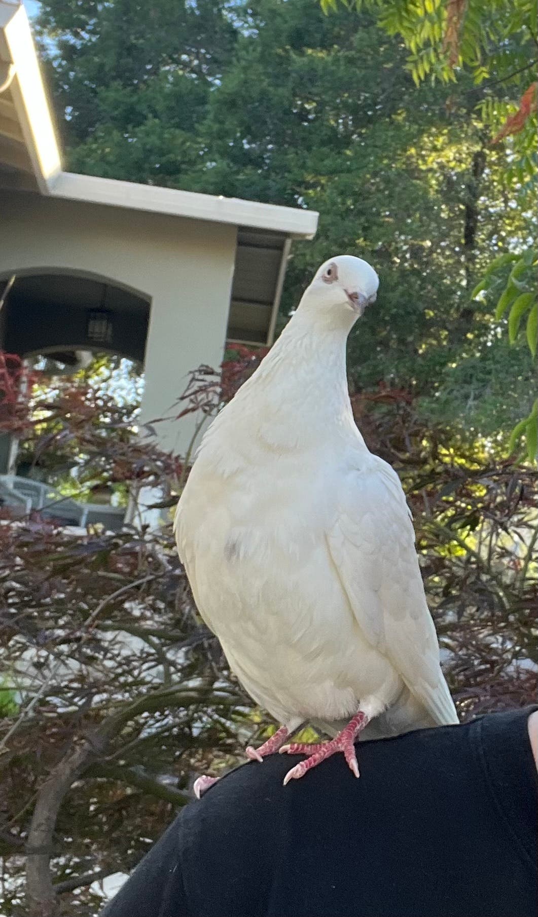 Found - White Dove