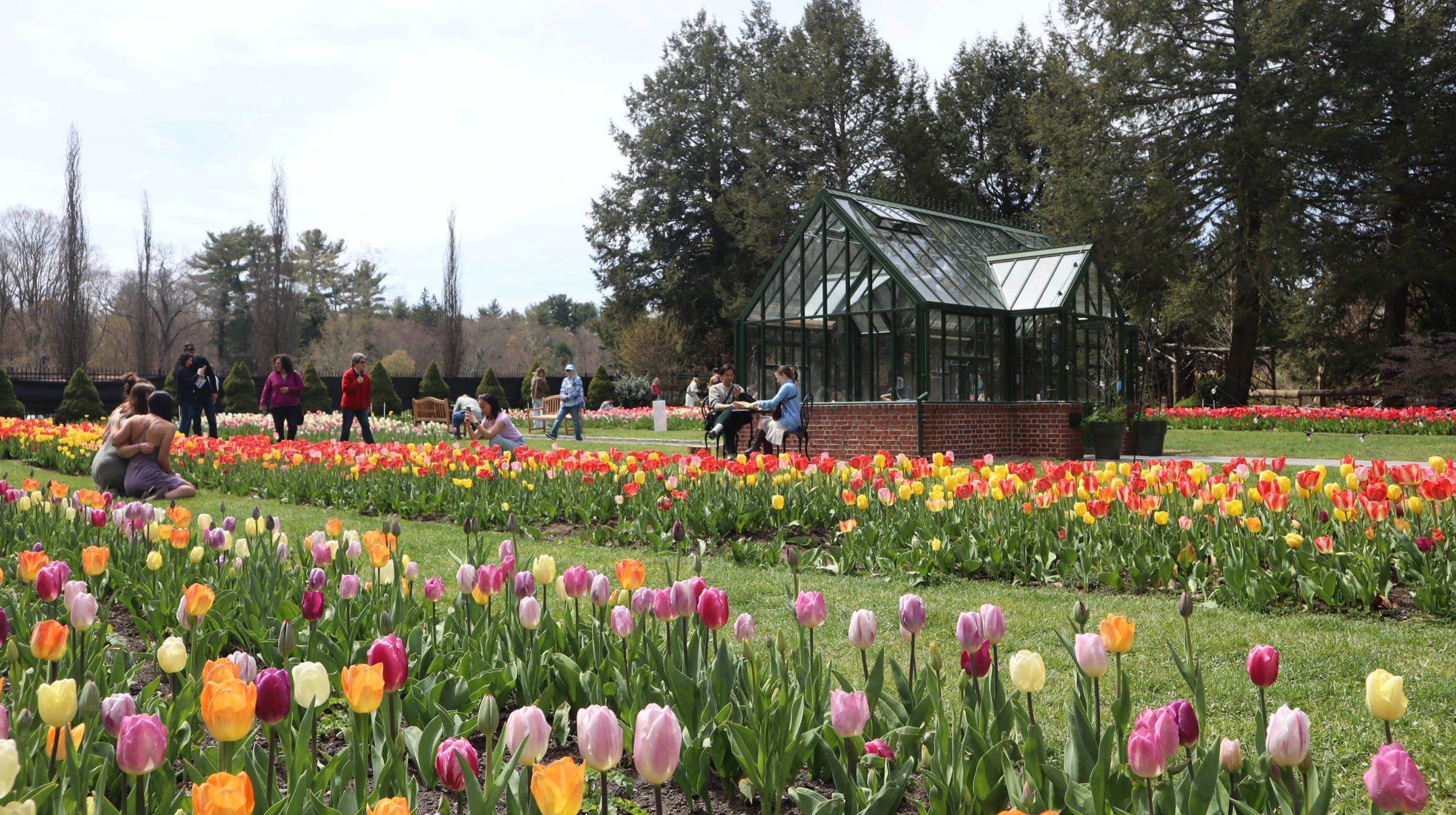 Tulip Mania at the Garden at Elm Bank