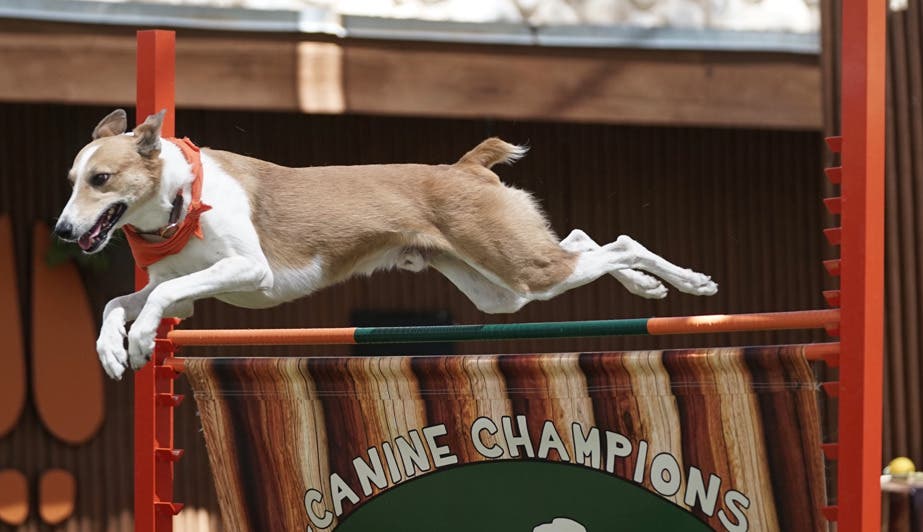 Canine Champions for Conservation