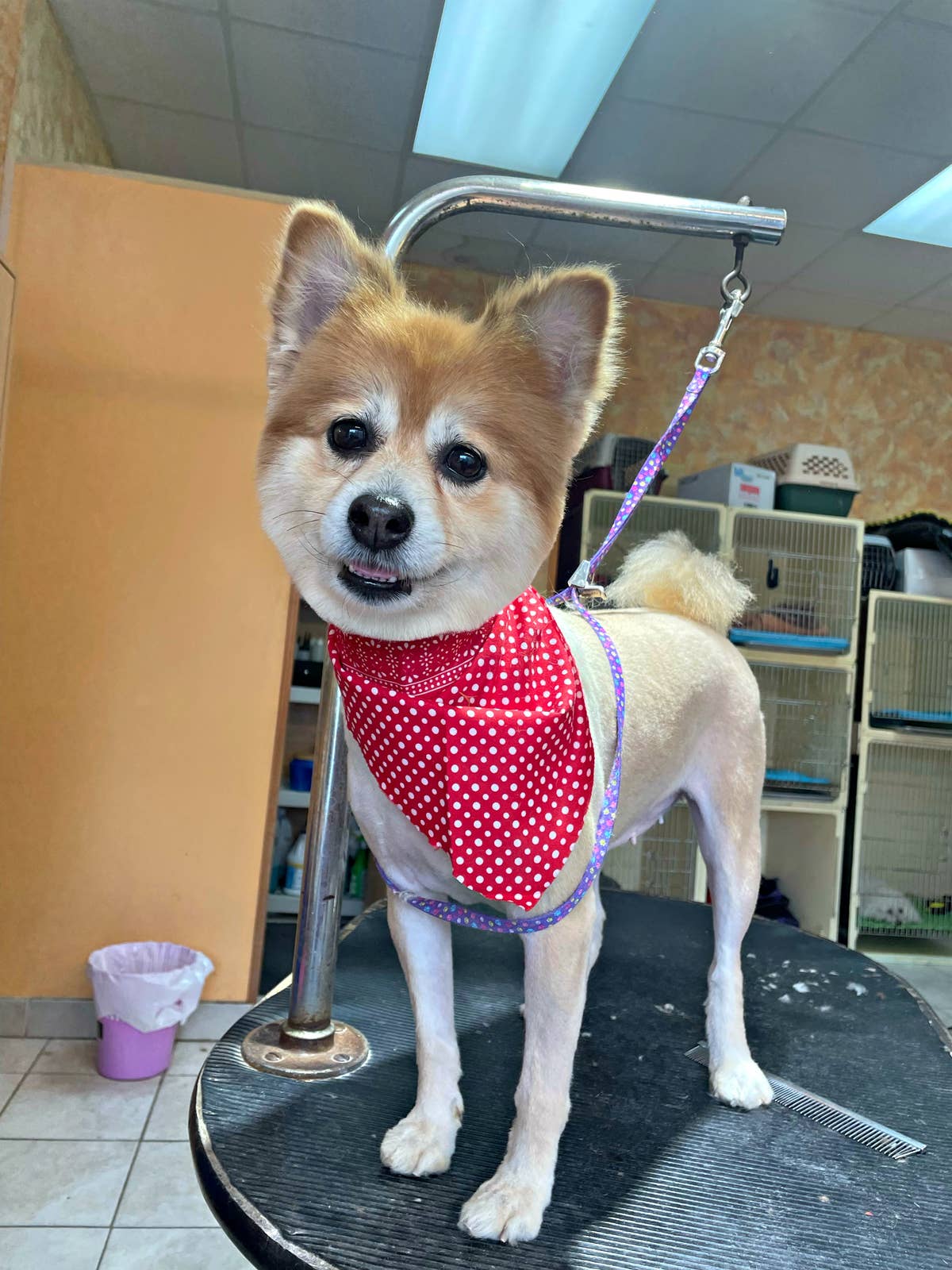 Heavenly Pets Grooming Salon Video!!! 