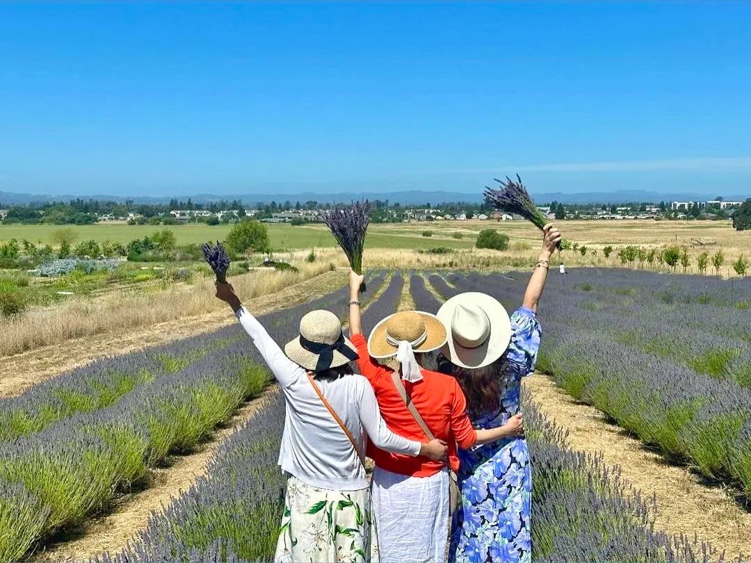 Lavender Bloom Fest U-Cut Experience