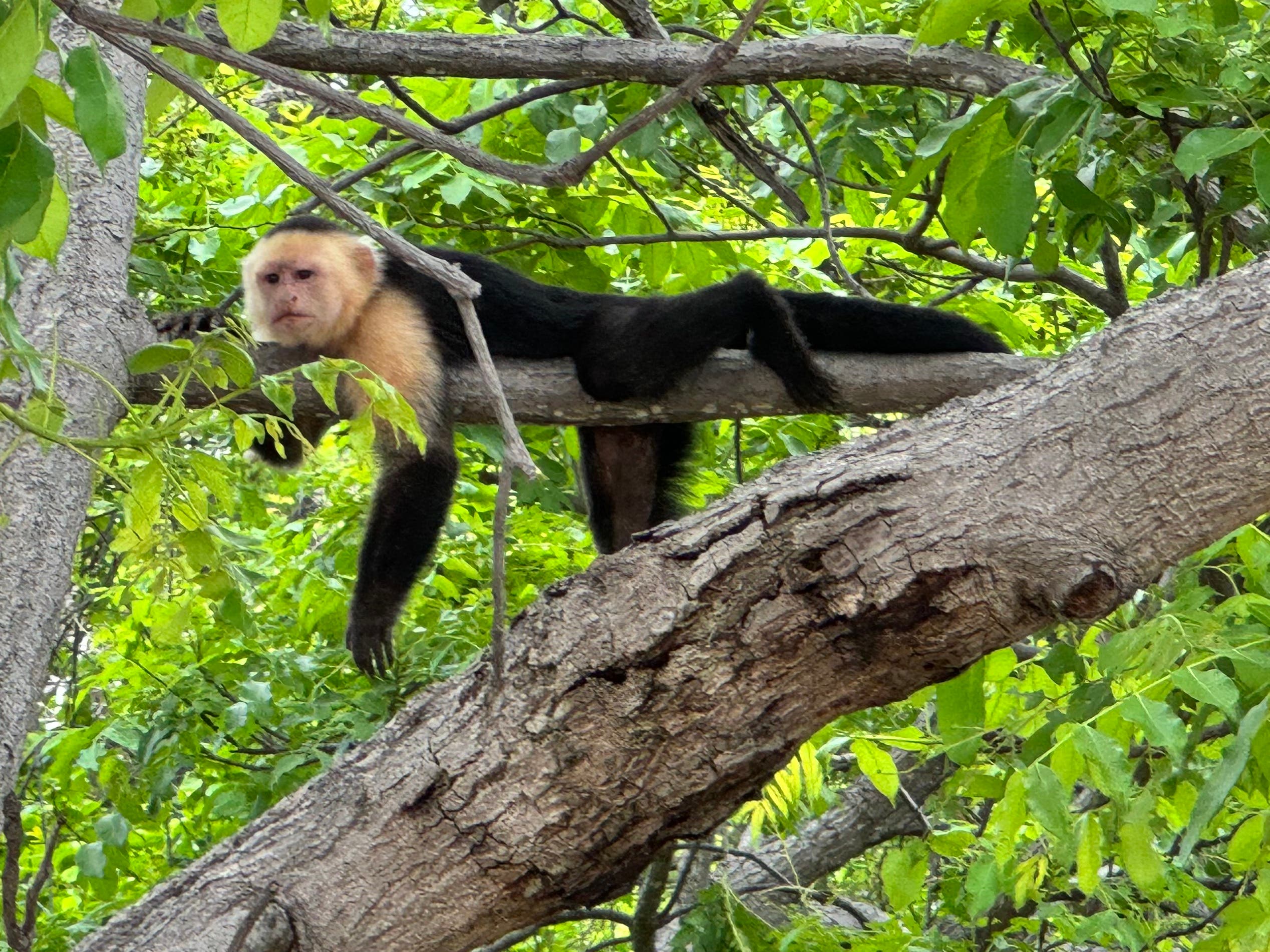 Capuchin Monkey