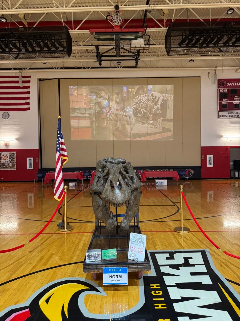 Norman the dinosaur fossil 